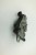ZAMEK MASKI FORD C-MAX (2003-2006) 2.0TDCI