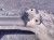 SANKI FIAT PUNTO EVO (2009-2012) 1.2 8V 65KM