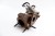 TURBOSPRĘŻARKA RENAULT CLIO III (2005-2009) 8200538832