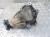 REDUKTOR SKRZYNI NISSAN QASHQAI+2 J10 LIFT (2009-2013) 2.0 DCI 150KM