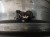 4X FELGI ALUMINIOWE MITSUBISHI SPACE STAR II (2013-2016) 15'' 5J ET46 4X100